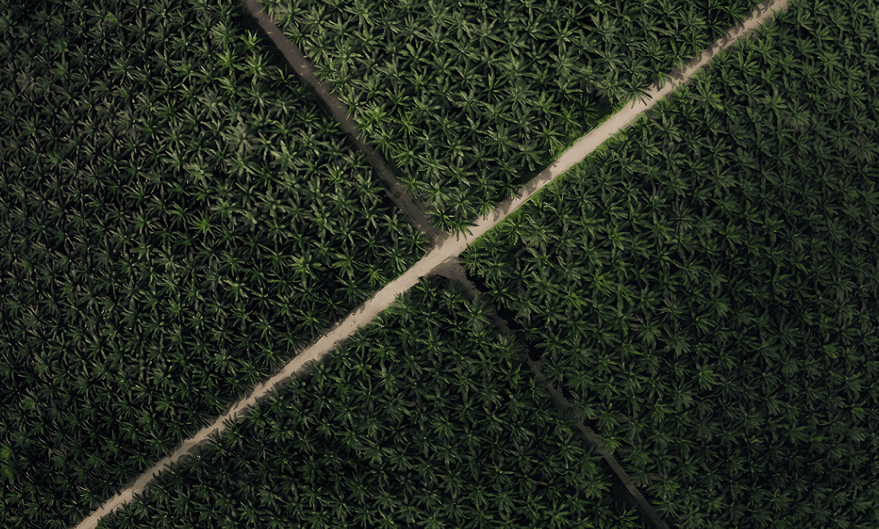 Palm plantation landscape