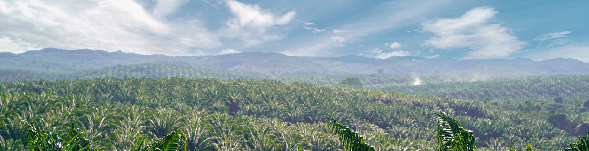 Sustainability operations at Teladan Prima Agro