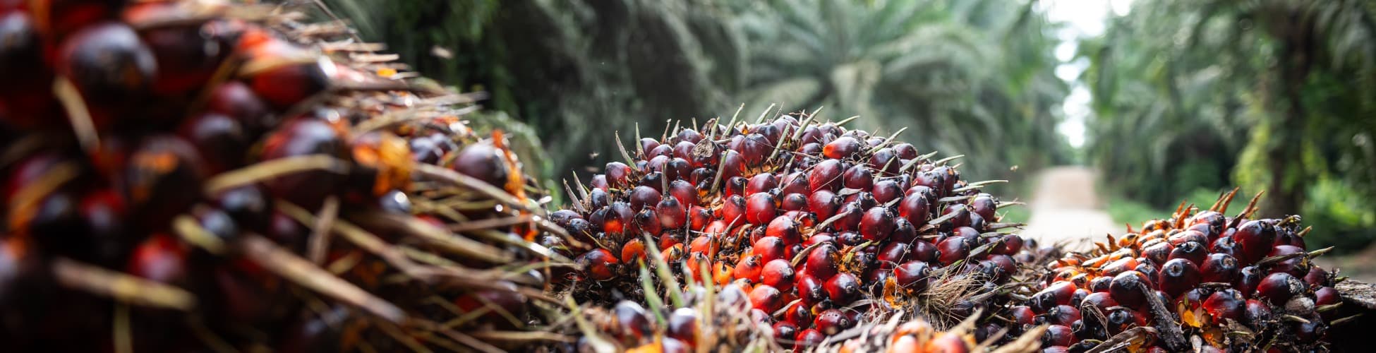 Investor information at Teladan Prima Agro