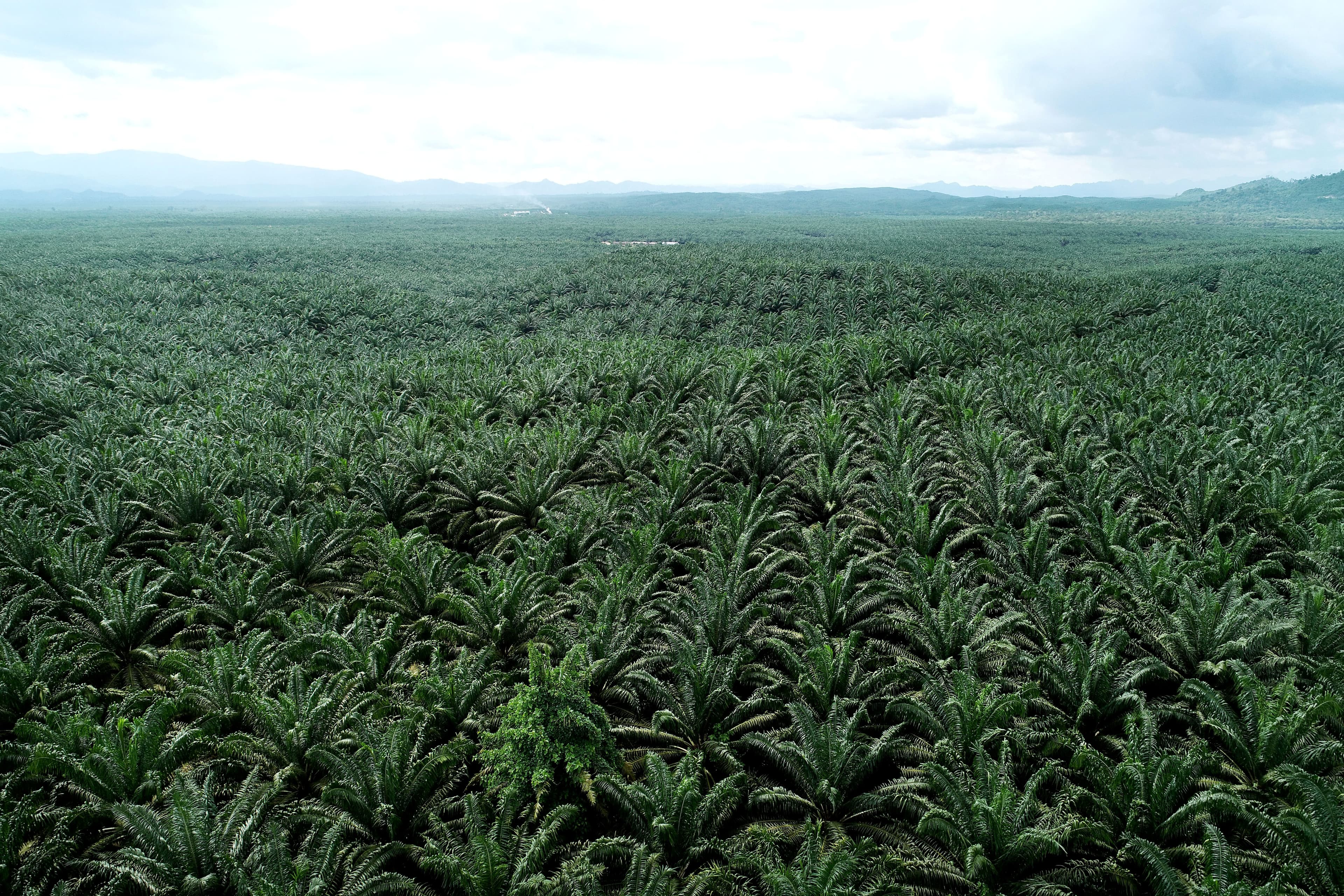Teladan Prima Agro governance activity
