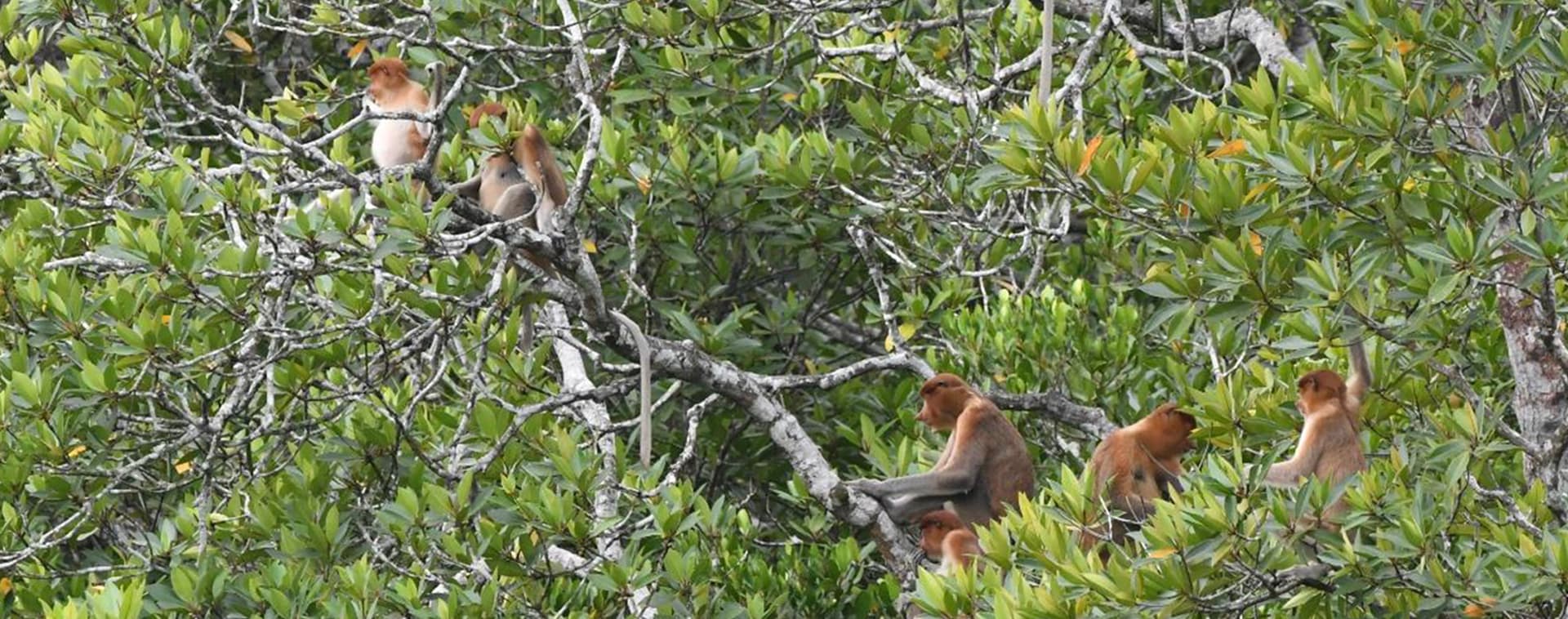The Role of Primates in Vegetation Regeneration and Enrichment within HCV Areas