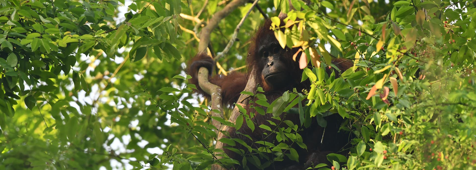 Cross-Sector Collaboration for Orangutan Conservation in the Keraitan Landscape