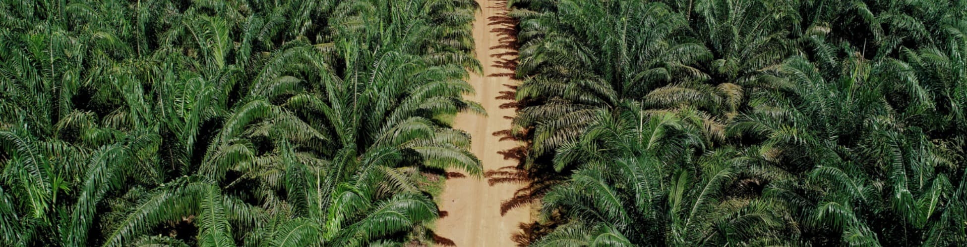 Investor information at Teladan Prima Agro