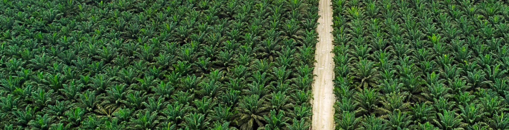 Teladan Prima Agro team members in the field