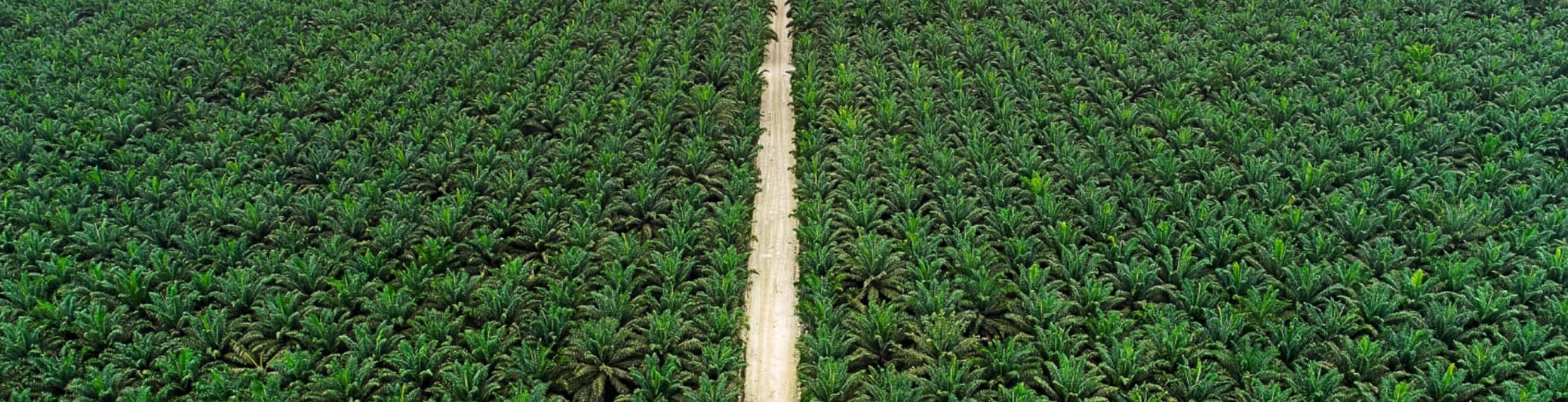 Teladan Prima Agro team members in the field